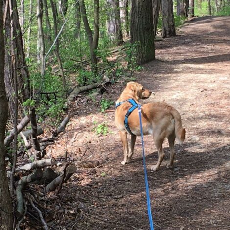 Hund an der Leine im Wald