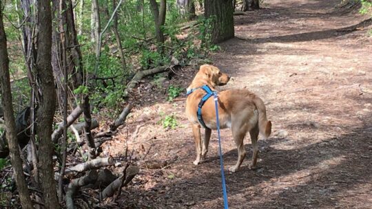 Hund an der Leine im Wald