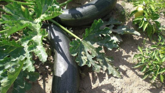 Gemüsegarten anlegen
