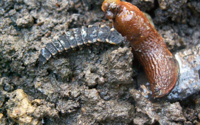 Glühwürmchenlarve frisst Nacktschnecke