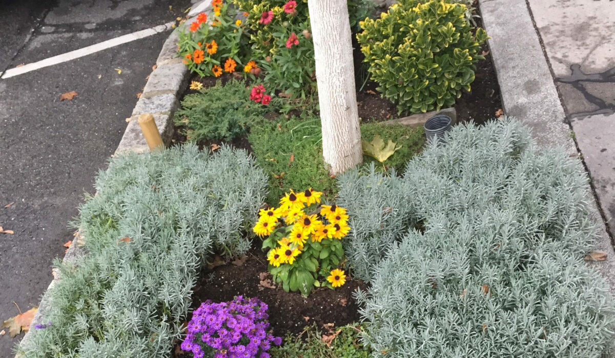 Blumenbeet mit kleinem Baum zwischen Parkplätzen in der Stadt