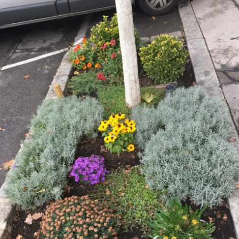 Blumenbeet mit kleinem Baum zwischen Parkplätzen in der Stadt