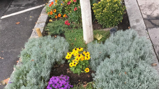 Blumenbeet mit kleinem Baum zwischen Parkplätzen in der Stadt