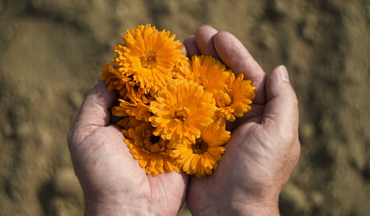 Ringelblumenblüten in Händen gehalten