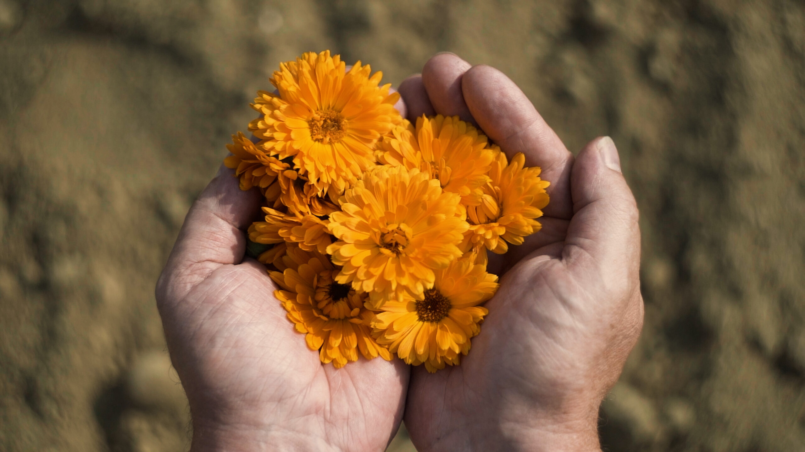 Ringelblumenblüten in Händen gehalten