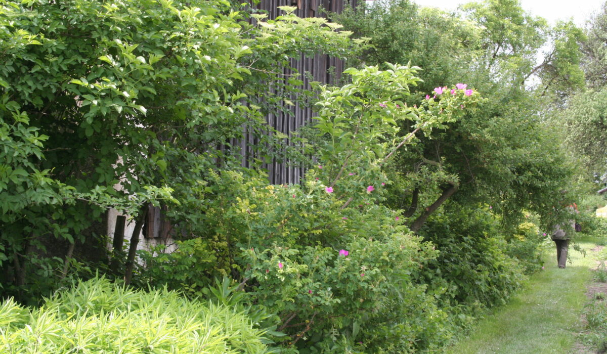 Freiwachsende Hecke mit rosa Blüten