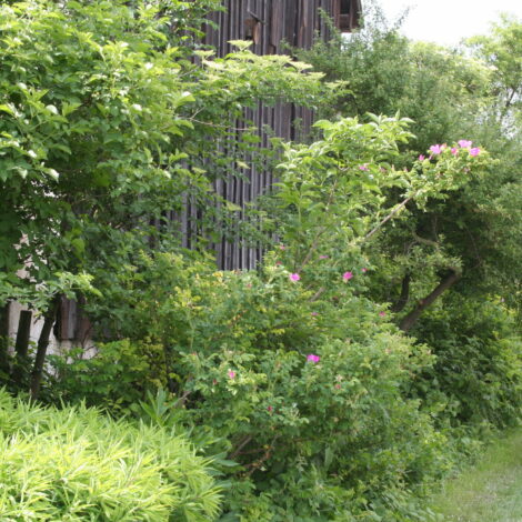 Freiwachsende Hecke mit rosa Blüten