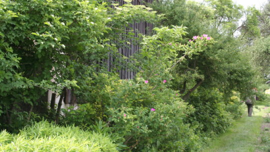 Freiwachsende Hecke mit rosa Blüten