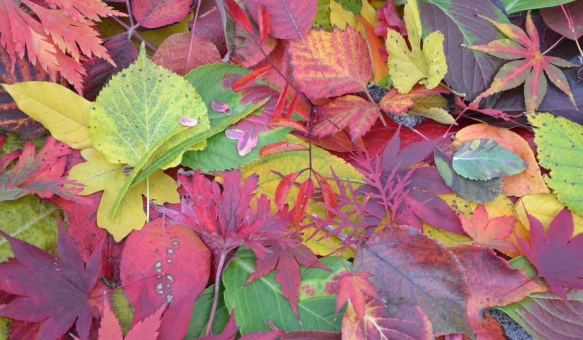 Buntes Herbstlaub