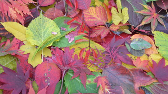 Buntes Herbstlaub