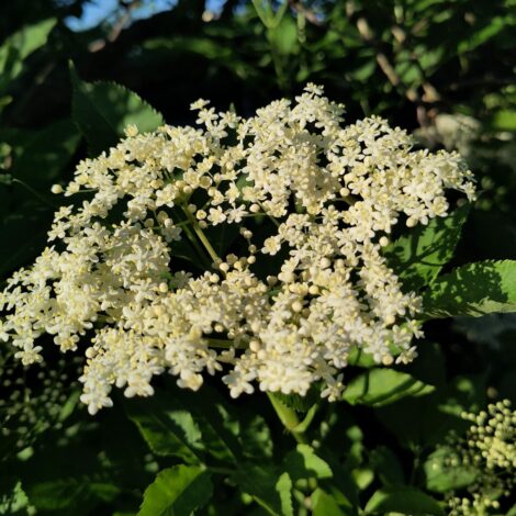 blühende Holunderdolde