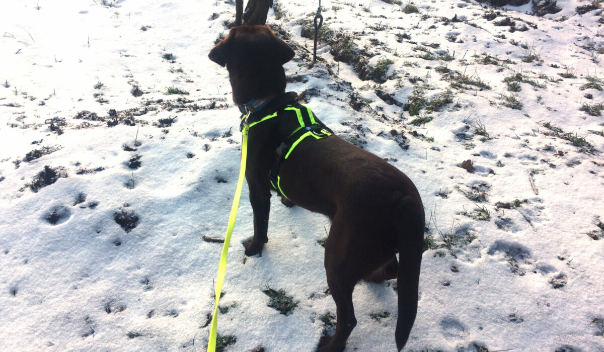 Manja im Schnee