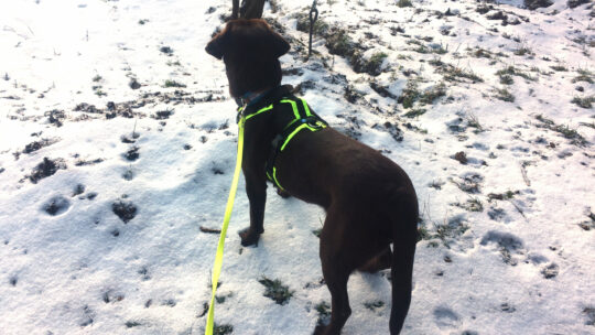 Manja im Schnee