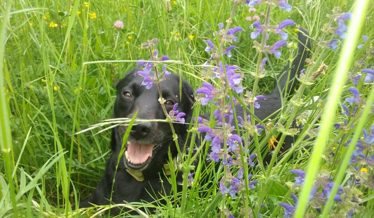 Hund liegt in einer Blumenwiese