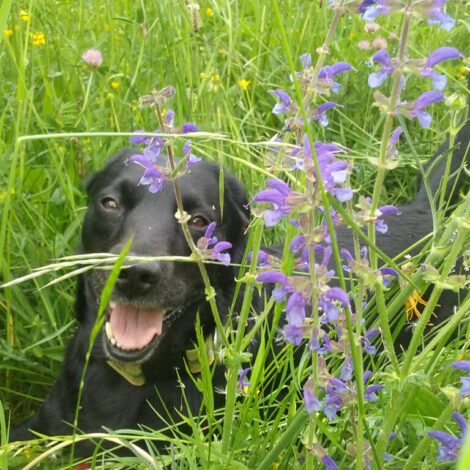 Hund liegt in einer Blumenwiese