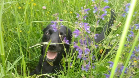 Hund liegt in einer Blumenwiese