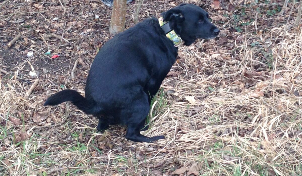 Hundekotsackerl gehören in den Müll