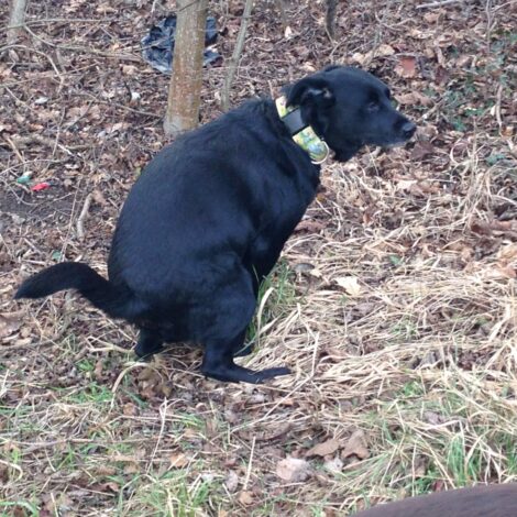 Hundekotsackerl gehören in den Müll