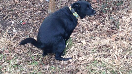 Hundekotsackerl gehören in den Müll