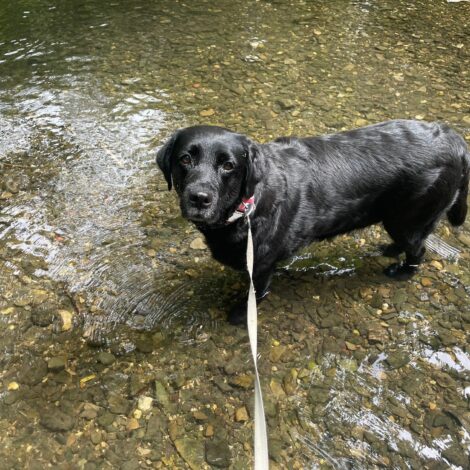 Hund steht im Bach.