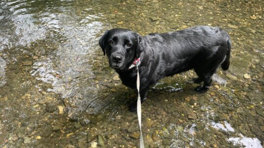 Hund steht im Bach.