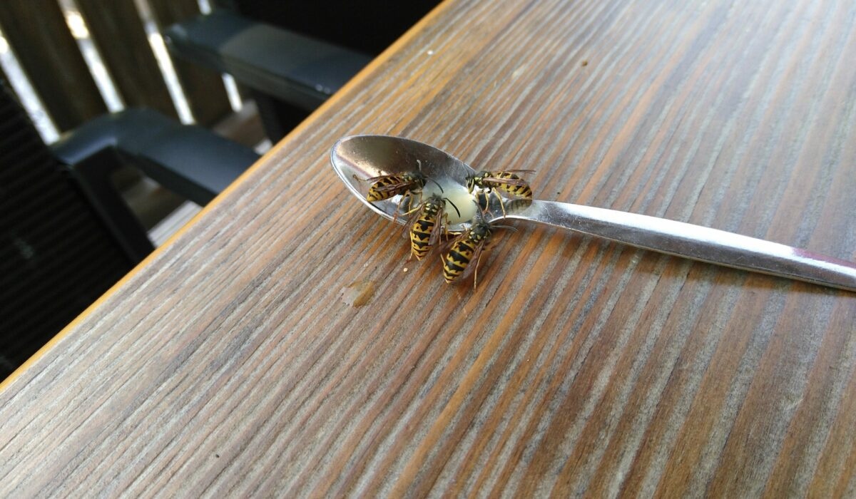 Wespen am Frühstückstisch