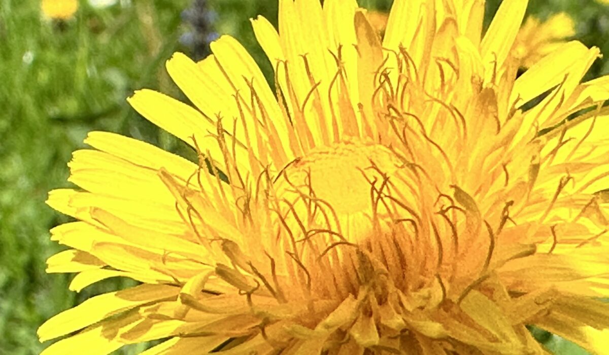 gelbe Löwenzahnblüte vergrößert