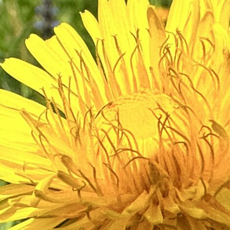 gelbe Löwenzahnblüte vergrößert