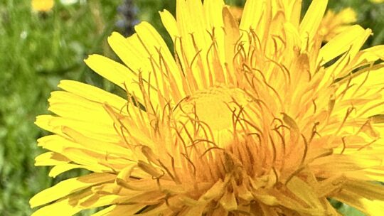 gelbe Löwenzahnblüte vergrößert