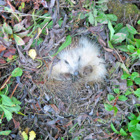 Igel im Winterquartier