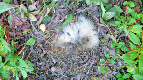 Igel im Winterquartier