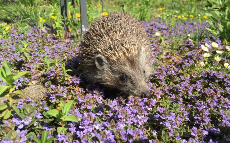 Ein Igel in einer blühenden Blumenwiese.