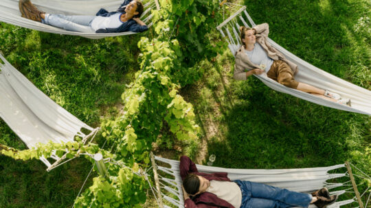 Menschen in Hängematten im Weinberg