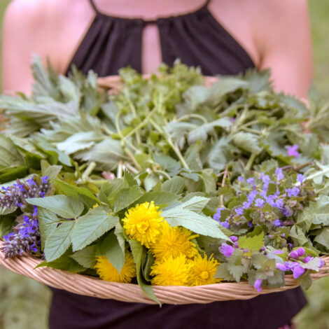 Korb voller Kräuter und Blumen