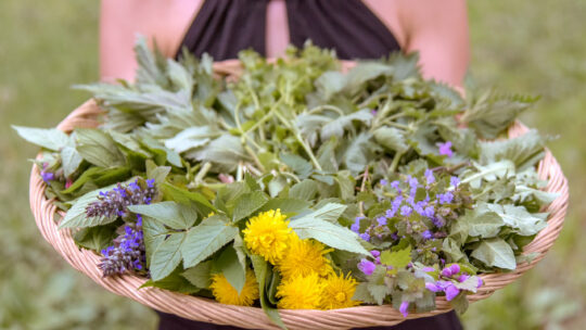 Korb voller Kräuter und Blumen