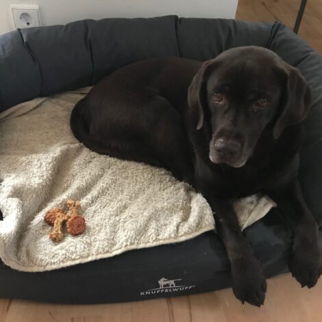 Hund Manja mit ihren Weihnachtskeksen