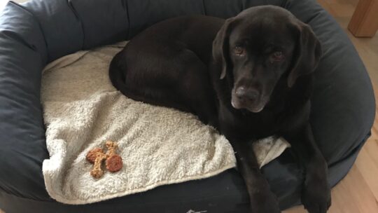 Hund Manja mit ihren Weihnachtskeksen