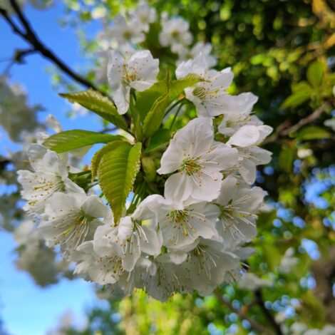 Zweig von einem blühenden Kirschbaum.