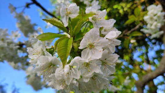 Zweig von einem blühenden Kirschbaum.