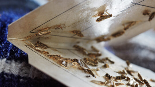 Mottenfalle mit toten Motten