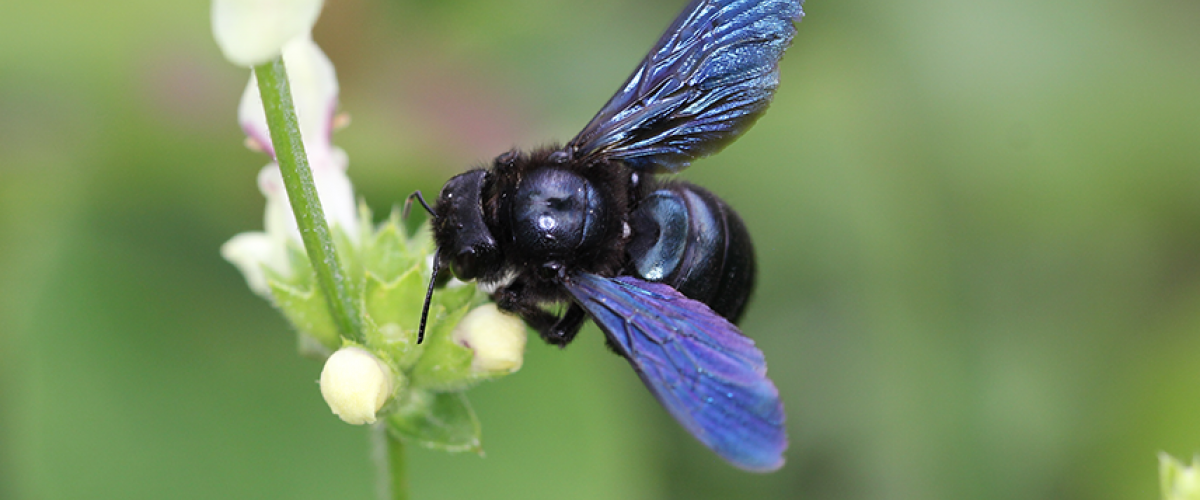 Blaue Holzbiene beim Pollensammeln auf einer Blüte