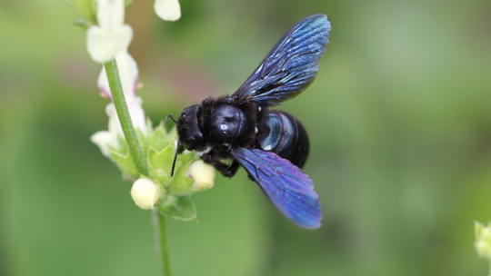 Blaue Holzbiene beim Pollensammeln auf einer Blüte
