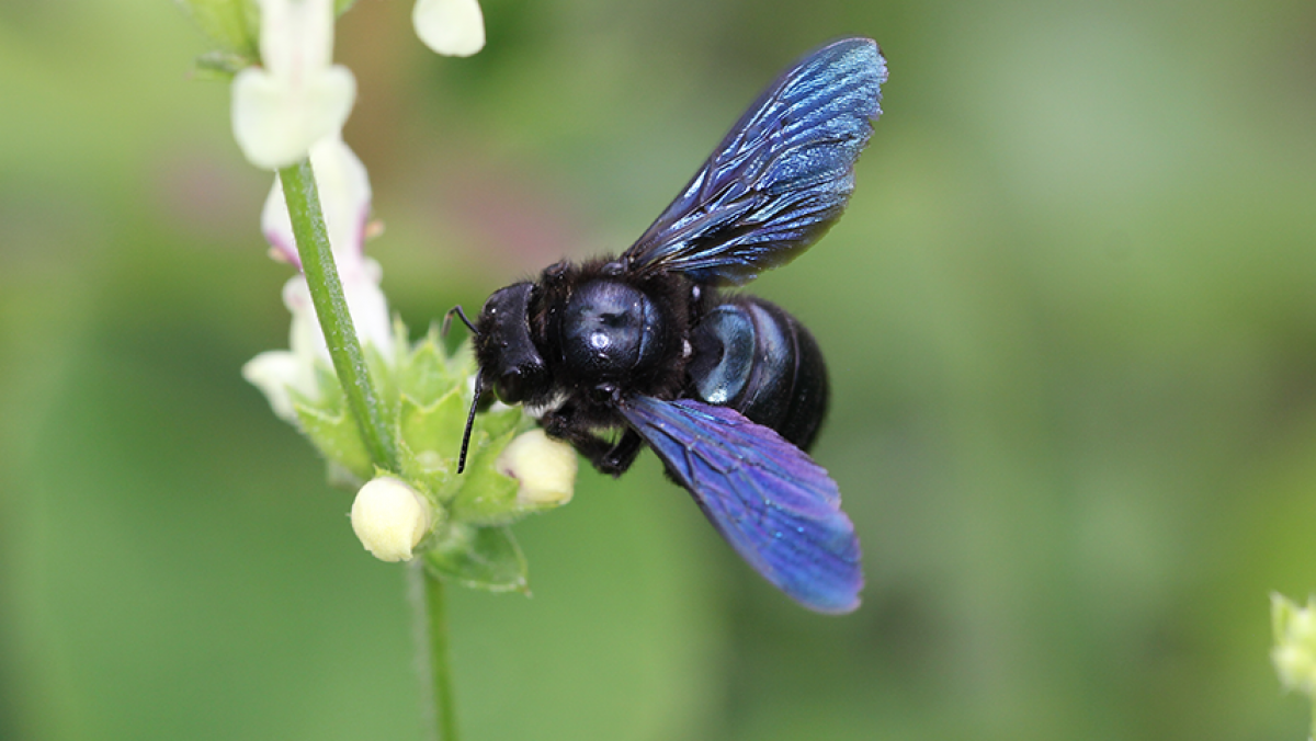 Blaue Holzbiene beim Pollensammeln auf einer Blüte