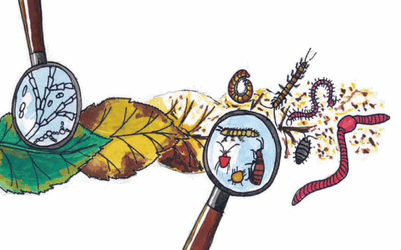 Mikroorganismen zerlegen Laub und bilden Humus