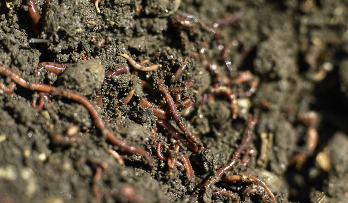 Würmer in der Komposterde