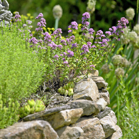 Kräutergarten pflegen