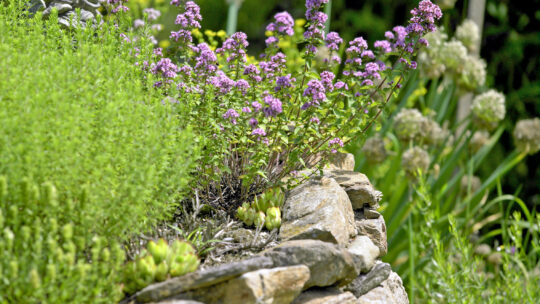 Kräutergarten pflegen