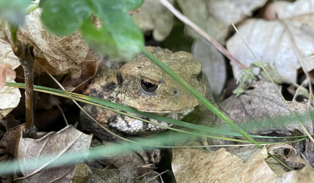 Kröte im Laub versteckt