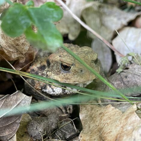 Kröte im Laub versteckt