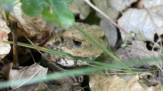 Kröte im Laub versteckt